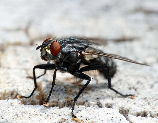 Bekämpfung mit Fliegen 